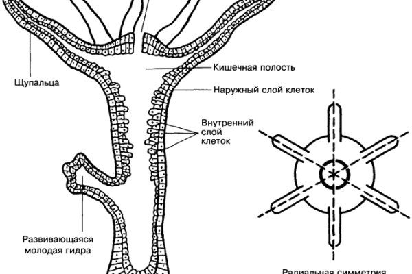 Кракен шоп krakenwebs org