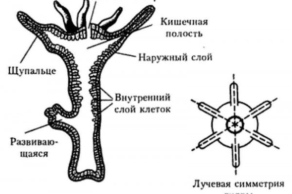 Почему не работает кракен